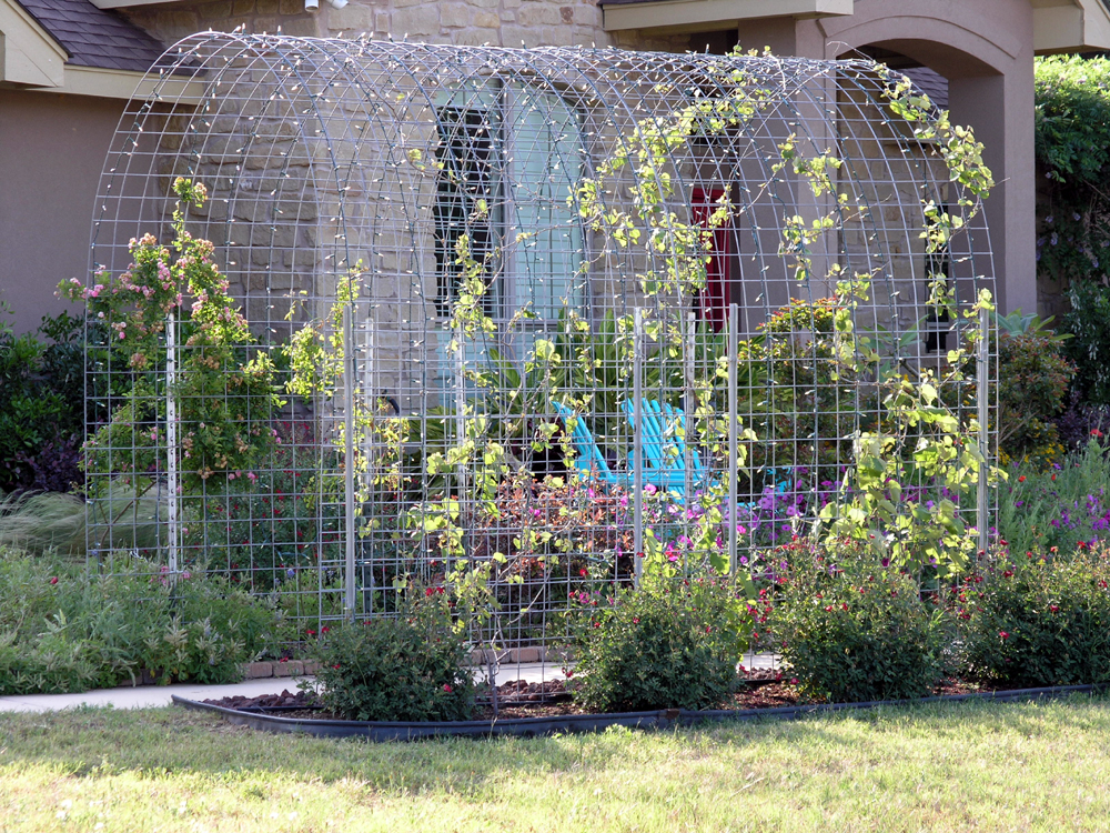 Grape Vine Fence Design Grape vines are really leafing