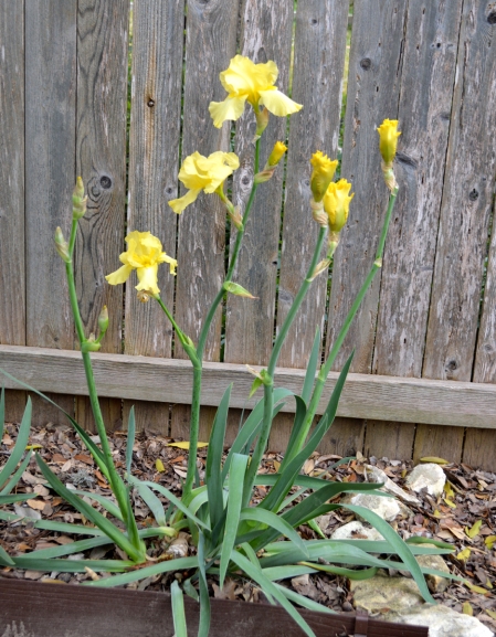 2016-1-26 Yellow Iris